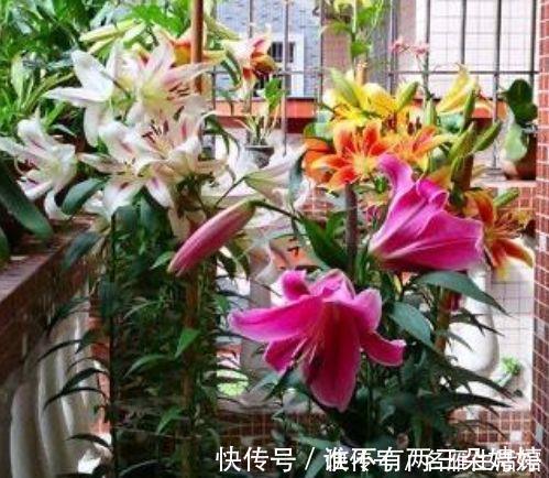玫瑰海棠|家养3种旺运花，吉祥又喜庆，比牡丹美，比绿萝好养