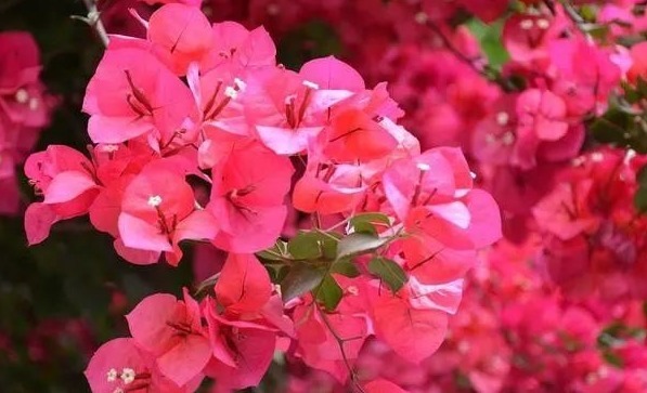 细数花期超长的六种花卉，养护好就比“往年”开花多得多，美醉了