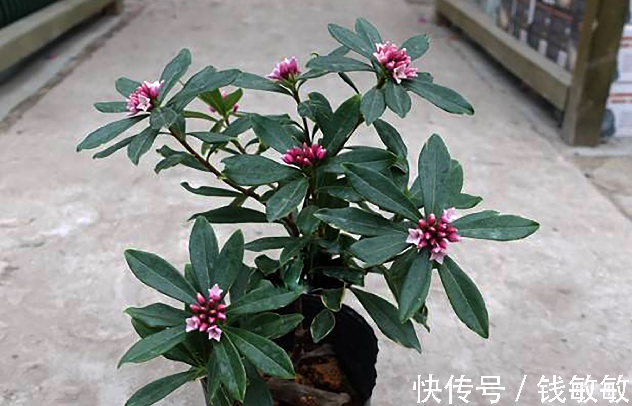 植物趣谈:花中祥瑞的瑞香