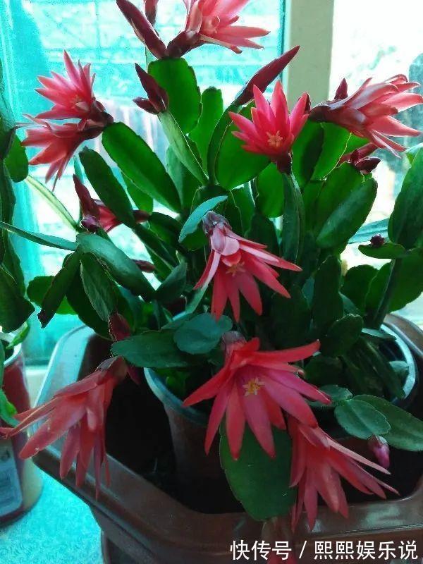 1种花不是真昙花，1次能开上百朵，比蟹爪兰美，怪不得都去抢假货