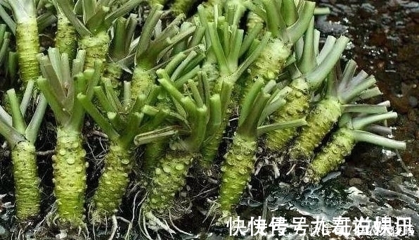 黄芥末酱|农村这种植物，味道难闻遭嫌弃，如今180元一斤，多吃能防蛀牙