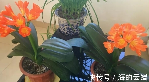 君子兰萎靡不振该怎么办?用完这3样肥料,植株马上变精神