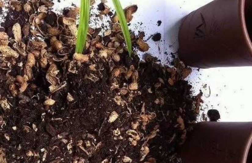 家里“3种”垃圾别扔撒花盆一点，根壮叶绿，呼呼开花