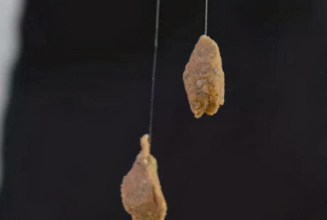 动物蛋白|如何搓饵可以帮你钓鲫满满?小小搓饵,有大大的学问