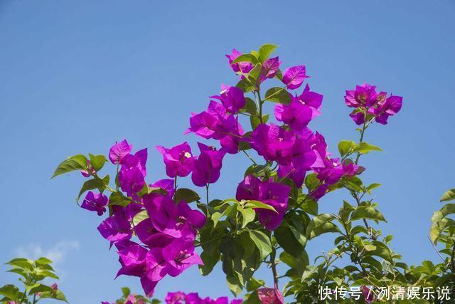 养护|家里的三角梅开败后迟迟不复花,做好几点,不到一月就花开爆盆