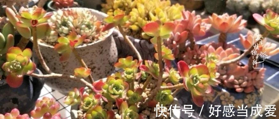 治愈之“肉”:愿所有的养肉人都被这些“胖子们”治愈