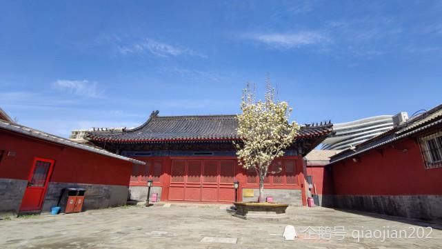 丁香盛开智化寺