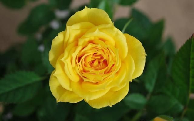 此花颜色异常艳丽,花期长,花味清雅,容易养成花海