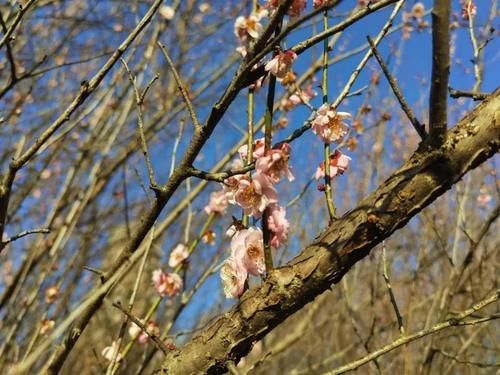 中薪|徽州潜口：梅花枝头俏，暗香浮动邀客来！