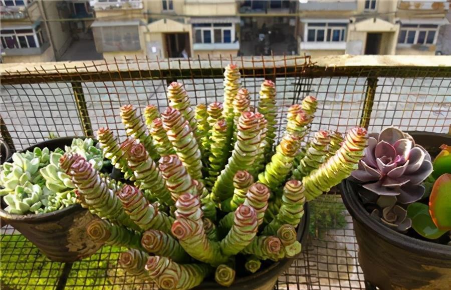 美美|这些多肉夏天不休眠,耐热又耐晒,皮实好养状态美美哒