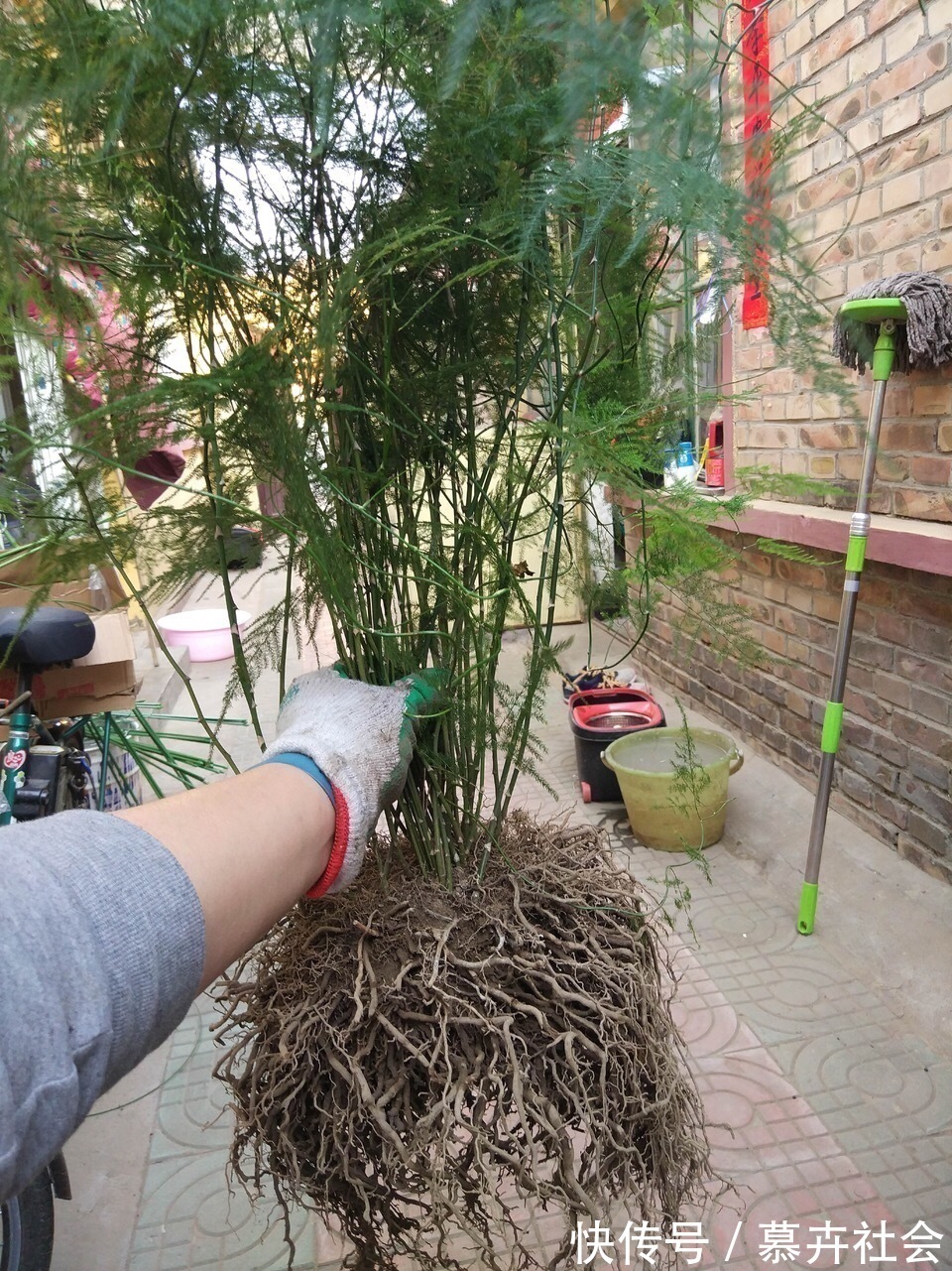 支撑架|3种花养不好“别放弃”,直接扔水里,10天就生根,比绿萝还好养