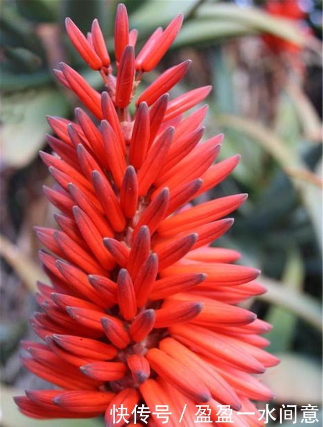 如果你家芦荟长这东西,别剪掉,请珍惜,比较少见!