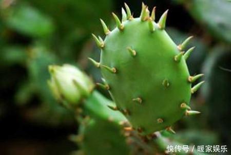 蹭蹭|仙人掌浇水有讲究，死记这几点，蹭蹭长成大高个！