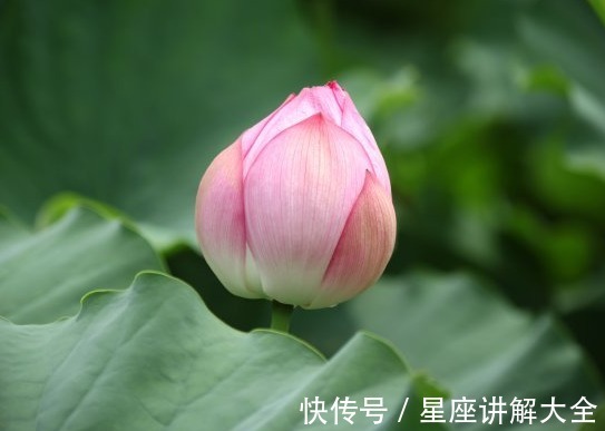 桃花朵朵|4属相在8月上旬，迎来桃花朵朵，财源广进，未来一片光明