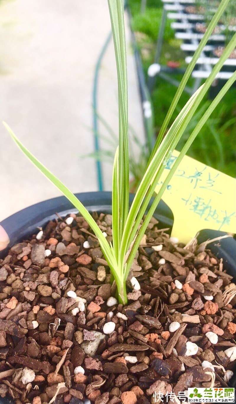 进化|边艺兰花施肥会退艺吗？应该施什么肥？