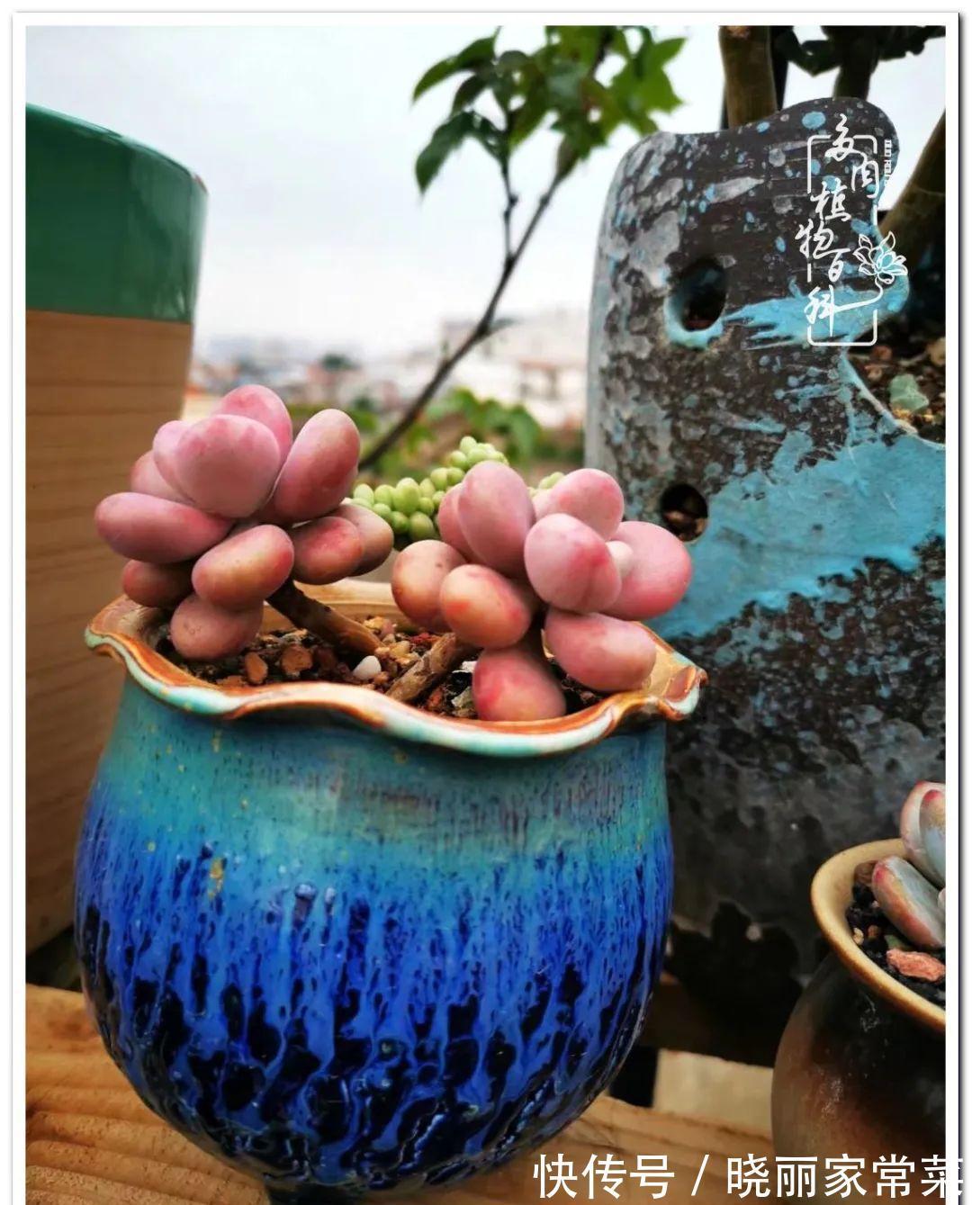 百科|多肉之路,让我沉醉,浮世三千,有肉就欢!