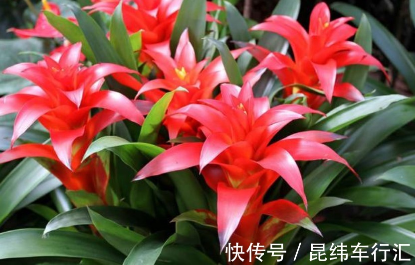 自带“财运”的3种花,富贵好运“财源”滚滚来,懂花的人都在养