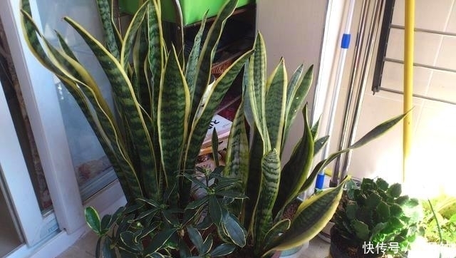 虎皮兰|记住这些虎皮兰养殖技巧,让你养的虎皮兰更加有型