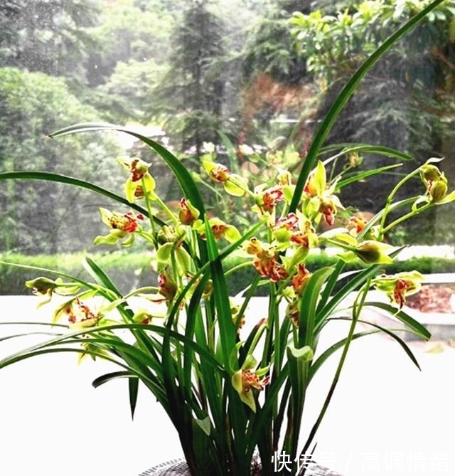 此兰,拥有多个花鼻跟花舌,造型奇特,芳香四溢,易花易芽还好养