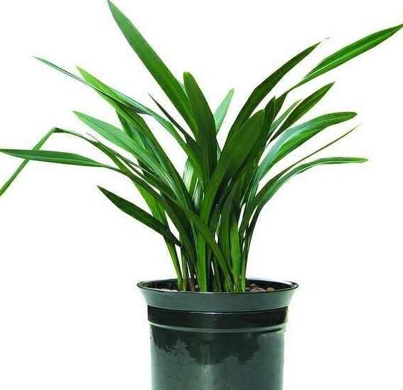 给兰花分盆,掌握一个“小原则”,不伤苗、服盆快、猛开花!