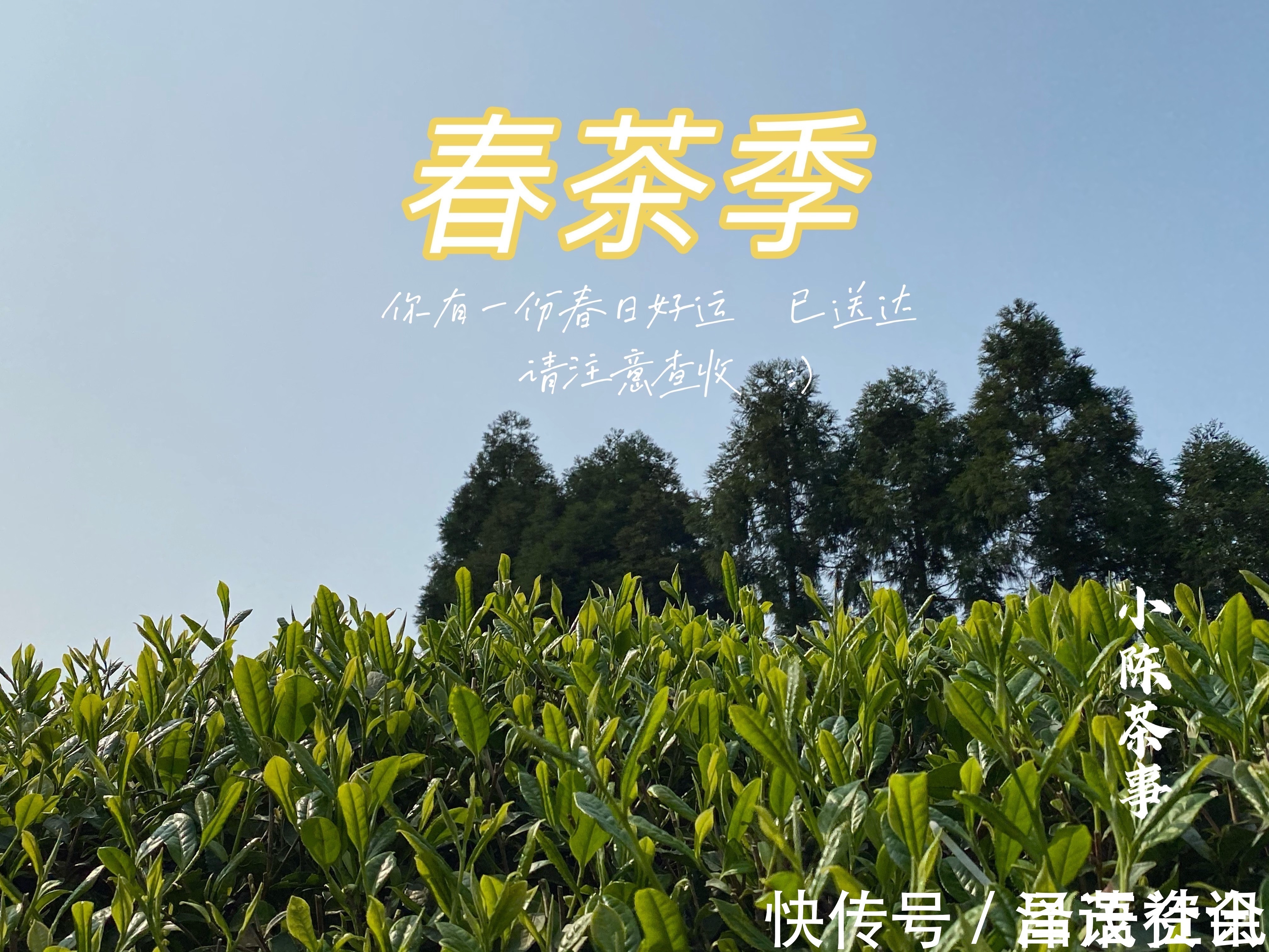 白毫银针@白茶圈令人迷惑的操作,有人心急想“买早”,有人淡定想“买老”