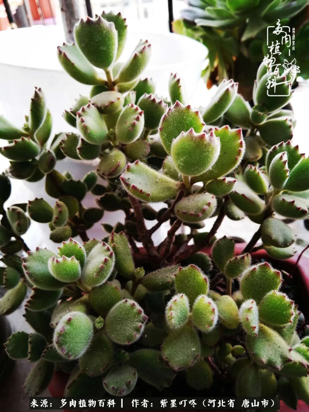 从平凡中寻找美感,从噪杂中寻找宁静——多肉给予我的心灵疗愈!