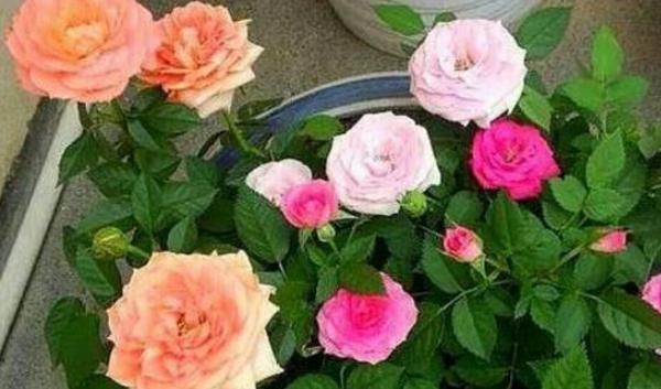 养活|这几种植物插个叶子就能养活,不用出去买,别再傻傻的花钱了