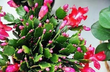 盆里扔个圆“球球”,蟹爪兰长疯了,开成一个大圆“球”!