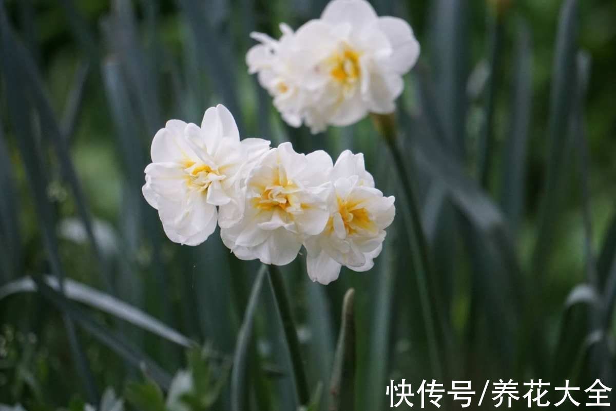 年底养些喜庆花,家里一年都吉祥,6种年宵花现在买正合适