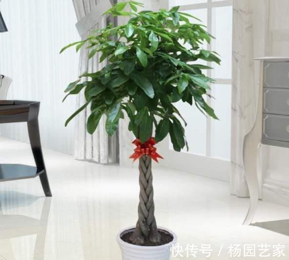 金钱树|5种“旺财花”，建议客厅养一盆，净化空气，格调高雅上档次