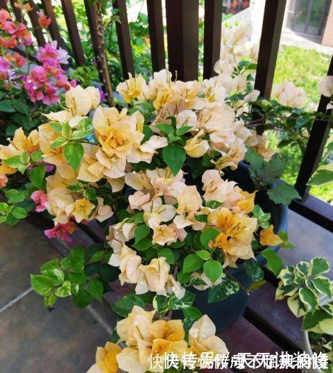 阳台庭院养上三种花,风景美如画,天天置身于花海里