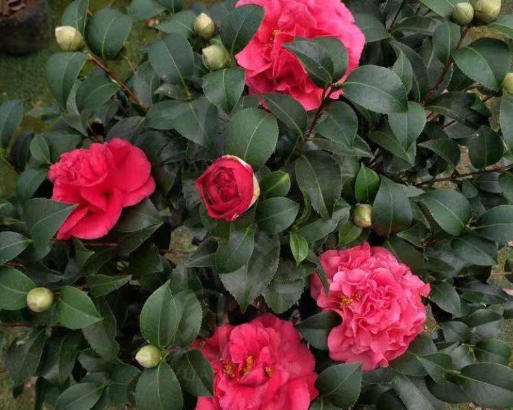 茶花|拜拜了月季花,茶花新品种火了,花朵比盘子大