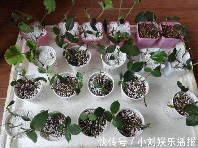 入秋扦插“6种花”，7天就生大白根，告别“黑腐烂”呼呼窜大个