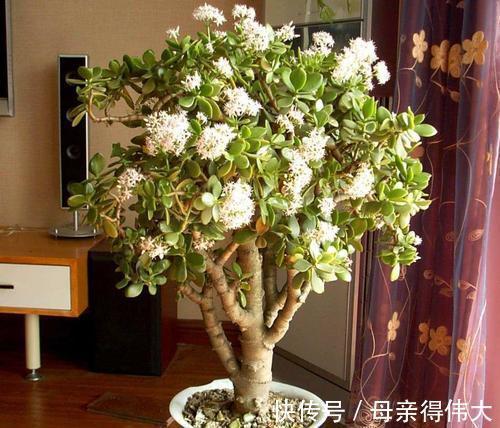 6种“懒人花”,看着很普通,养着很“实惠”,养得越久越觉得好