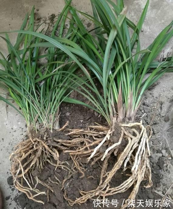 4种花爱“吃土”,1年不换盆,盆里全是根不见土,换盆才能长好