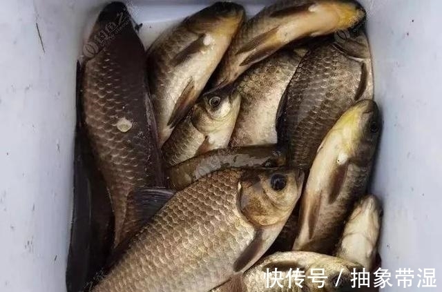 让鲫鱼都进护的酒米怎么做？跟我学，省钱又给力