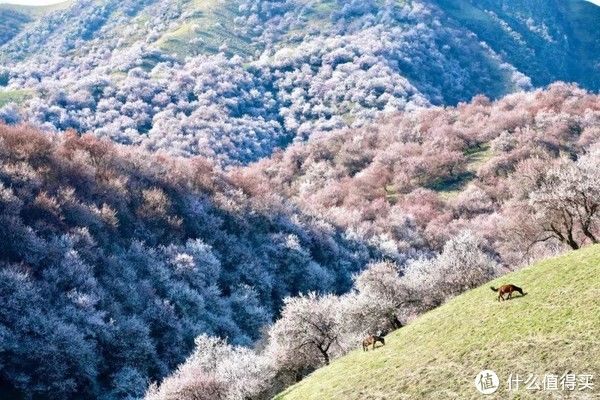 每日风物 篇九十：走进伊犁，收获一整年的“杏”运