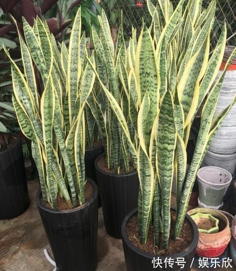 虎皮兰不难养,盆内7天浇次“生长水”,根旺,叶子疯长油绿