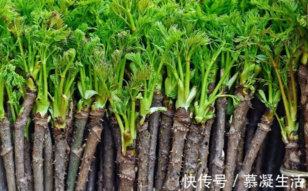 吃法|68种野菜图片，教你认识不同的野菜和吃法，你想要的野菜这里都有
