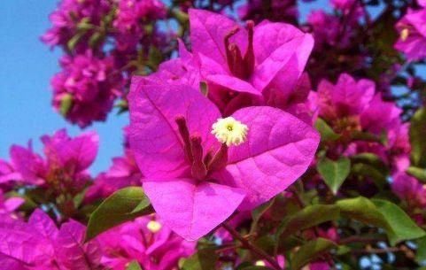  出奇|美得出奇的4种花，好养易活，一年多次开花，花大色艳，香气四溢