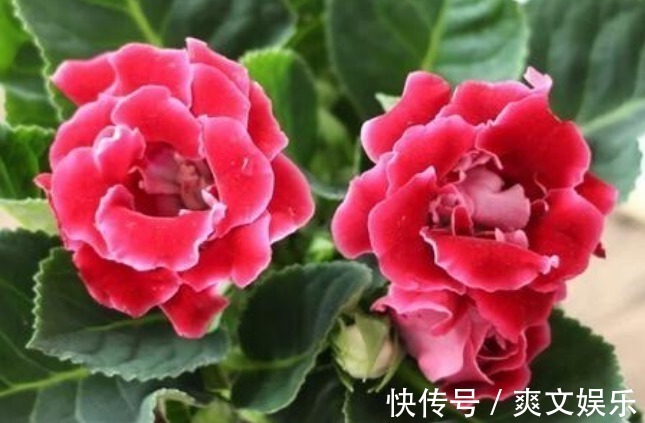 此花花大色艳,花姿妖娆仿佛是从画中而来,寓意为华美与欲望