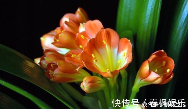 家养君子兰,盆土里加点好东西,叶子油亮根还旺,轻松窜出3花剑