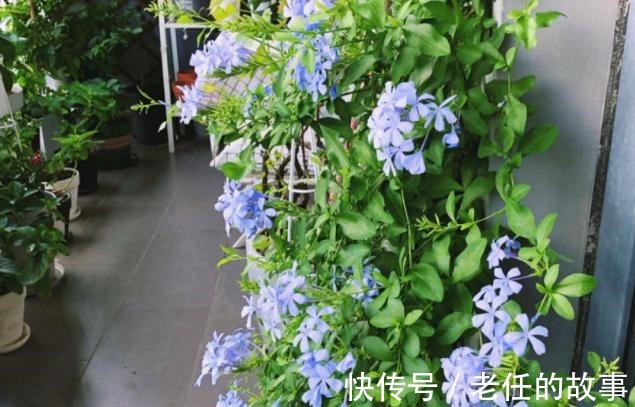 养花|花农养花为啥成本这么低学会用小苏打,几十盆都花不了2块钱