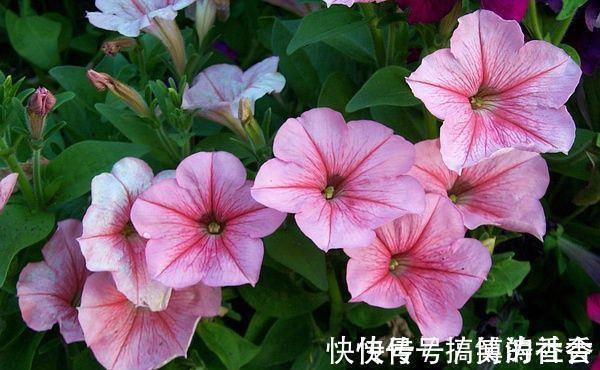 仙客来|5种花适合养在客厅,花朵大颜色艳,一年四季开花不断