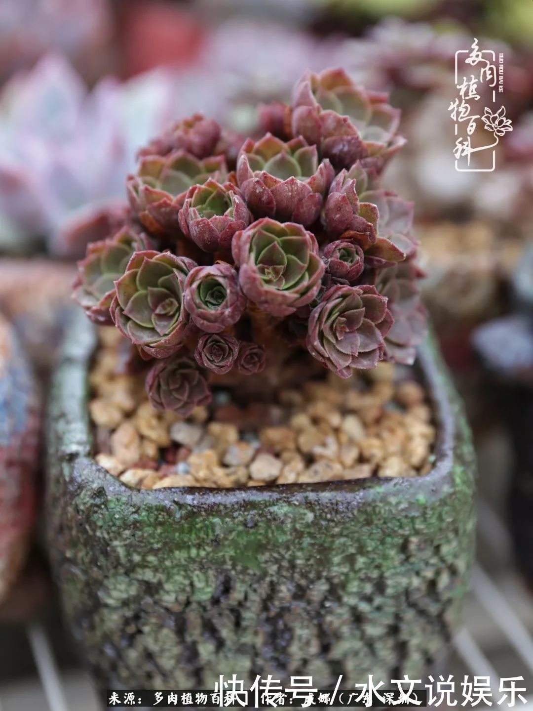 日子|笼子里露养的多肉,越养越美!有多肉的日子伴着小确幸!