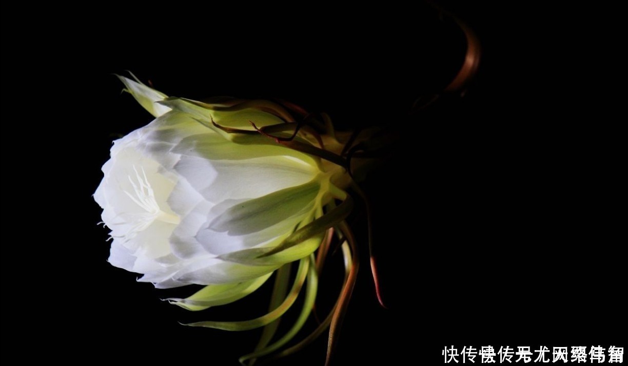 施肥|“昙花一现”太惊艳,想试着养又担心养不好,做好这些坐等花开