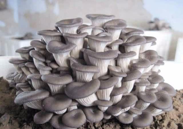 盆栽|家里不养花,不如种“蘑菇”,做成盆景特漂亮,一年能摘几十斤