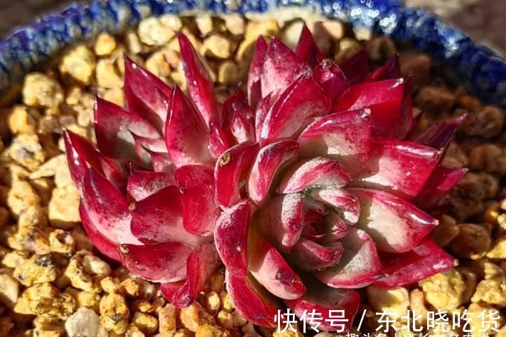 别人的多肉越养越美,你的却越养越丑?8年肉友告诉你是什么原因