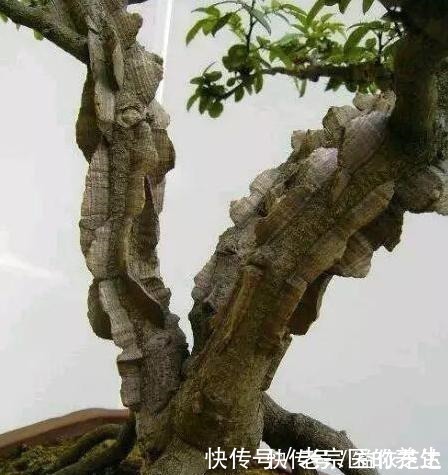 药材|农村一种“树”,全身都是刺,野外挖棵老桩树,能做精美盆景树!