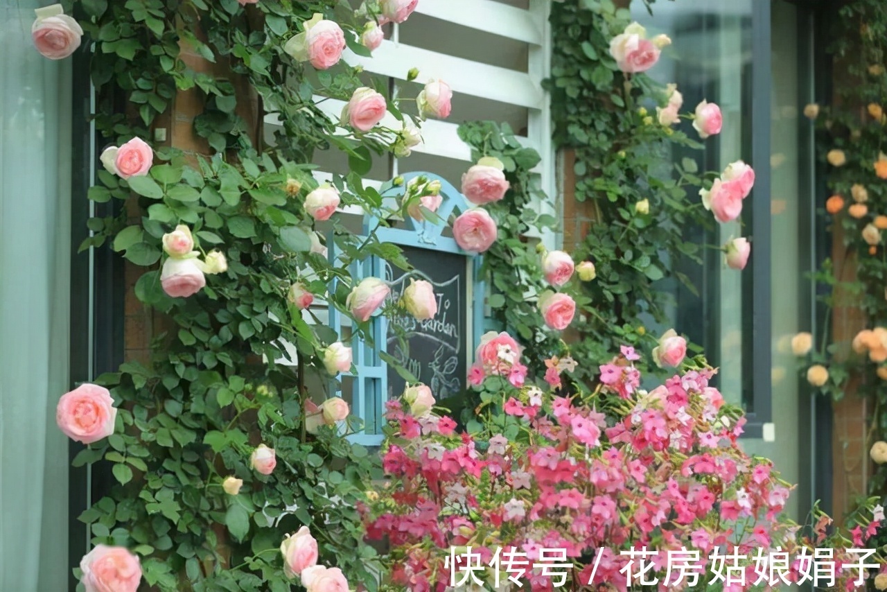 室内养殖月季花，需要达到这些条件，还要满足4个方面的要求